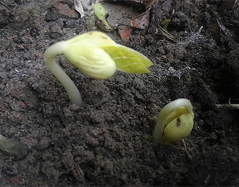20 Dragon's Tongue Bush Bean Seeds - Large Bean Seeds - Marde Ross & Company