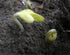 20 Dragon's Tongue Bush Bean Seeds - Large Bean Seeds - Marde Ross & Company