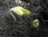 Giant Edamame Bean Seeds - Midori Variety for Delicious Harvests