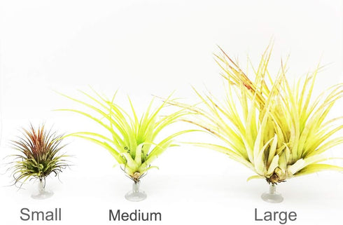 10 Pack Set Vertical Air Plant Holder (Suction Cup, Stainless Steel Tillandsia Air Plant Planter) A Unique of Air Plant