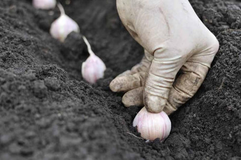 Bulb (2 Bulb Garlic Pounds), Fresh Siberian HARDNECK Garlic for Planting and Growing Your OWN Garlic OR Eating