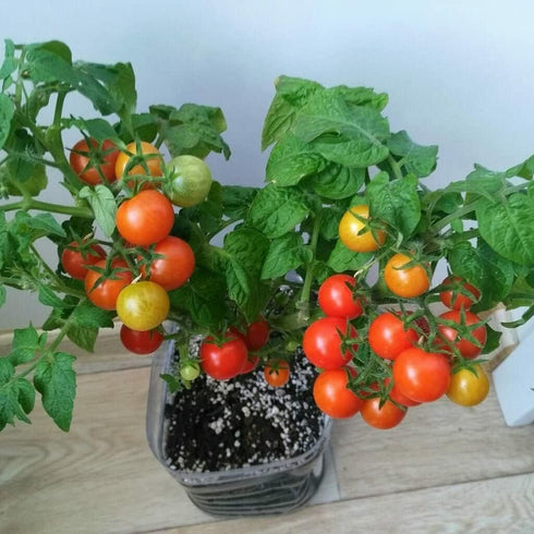 SeedsUP 40+ Seeds Indoor Dwarf Tomato Year-Round - Vegetable Red