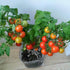 SeedsUP 40+ Seeds Indoor Dwarf Tomato Year-Round - Vegetable Red
