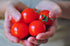 Campari Tomato Seeds - Sweet Vine Variety