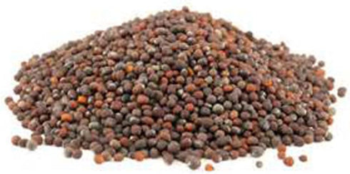 (2 Country Non-GMO Broccoli Seeds for Sprouting Sprouts Microgreens Ounces of Pure Seed). Creek LLC. Brand.