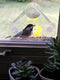 Window Bird House Feeder - Extra Strong Suction Cups Clear Bird Seed Holder for Outside Birdhouse Shape
