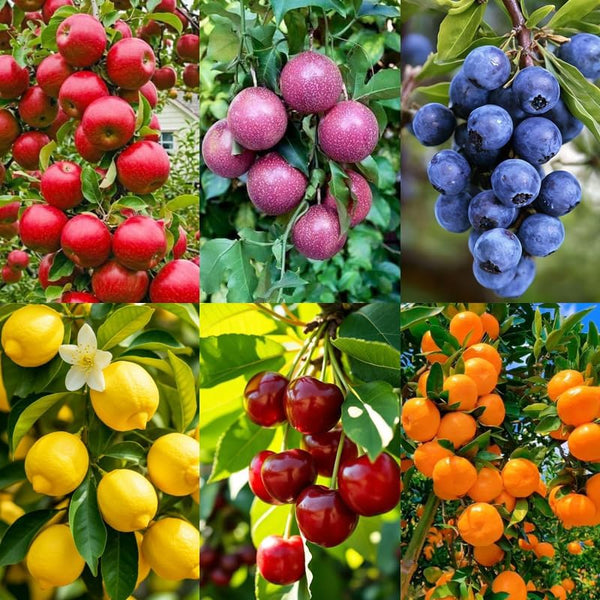 6 Types Mix Fruit Seeds for Planting-40 Lemon &10 Cheery & 40