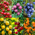 6 Types Mix Fruit Seeds for Planting-40 Lemon &10 Cheery & 40