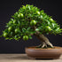Dwarf Lime Tree Seeds 20+ Healthy Seeds for Planting and Growing Citrus