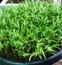 Generic 600 Seeds (30g) Kangkong Seeds - Rau Muong - Ong Choy -