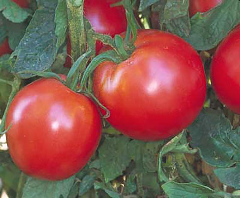 100 Bradley Tomato Seeds - Determinate Tomato which Makes Canning Easier as the Tomatos Ripen at the Same Time - Seeds