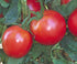 100 Bradley Tomato Seeds - Determinate Tomato which Makes Canning Easier as the Tomatos Ripen at the Same Time - Seeds