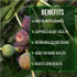 (4 Pack) Fig Tree Collection Edible Fruit Plant from Our Optimal Picks | Easy to Grow Plants for Sustainable Living |