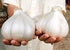 Generic Elephant Garlic Tubers for Fall Planting Outdoors - 1 Pound Garlic -