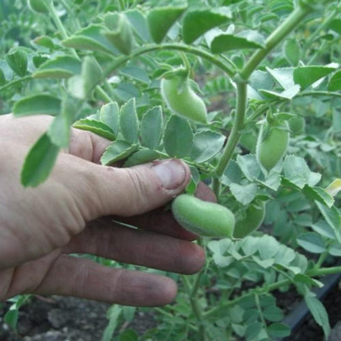 (1/4 Todd's Seeds Sprouting Garbanzo Beans, Non-GMO, Chemical Free, High Germination Pound)