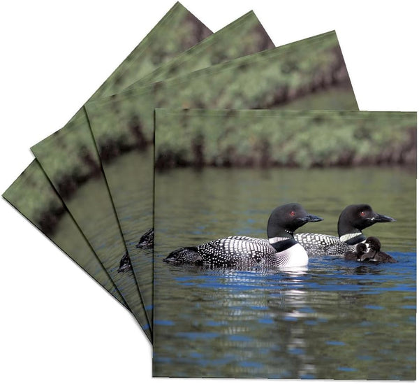 3dRose cst_3106_3 Family of Three Loons - Ceramic Tile Coasters, Set of 4