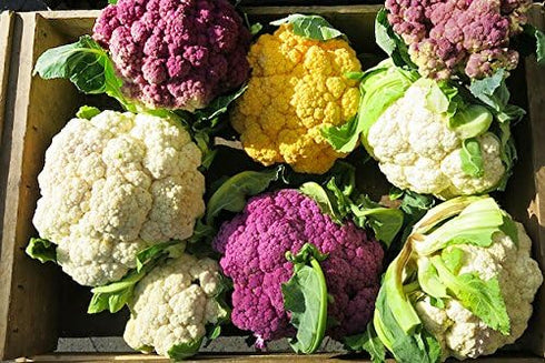 Harley Seeds 50 4 This is A Mix Cauliflower Mix Seeds Heirloom Non-GMO Varieties Purple Green Yellow Delicious