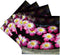 3dRose CST_76058_3 Flowers Floating in Water Fountain, Bangkok, Set of 4 Coasters