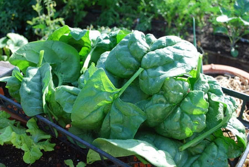 SeedsUP 300+ Seeds Four Season Spinach Viroflay Giant - Vegetable Green