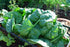 SeedsUP 300+ Seeds Four Season Spinach Viroflay Giant - Vegetable Green