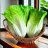 Generic 3pcs HC2430-L3 Realistic Artificial Fake Lettuce, Fake Vegetable, Artificial Vegetables for Decoration, Home