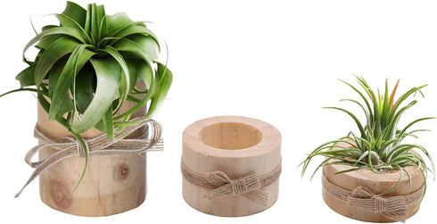 Nwsrayu Wooden Air Plant Holder Pack of 3 Wooden Air Plants Holders Air