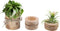 Nwsrayu Wooden Air Plant Holder Pack of 3 Wooden Air Plants Holders Air