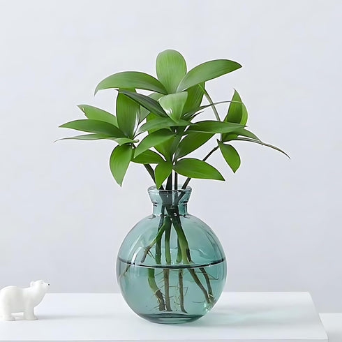 HymoConn Bulb Plant Propagation Station Propagation Vases for Plants Glass Terrariums Vases with Wooden Stand