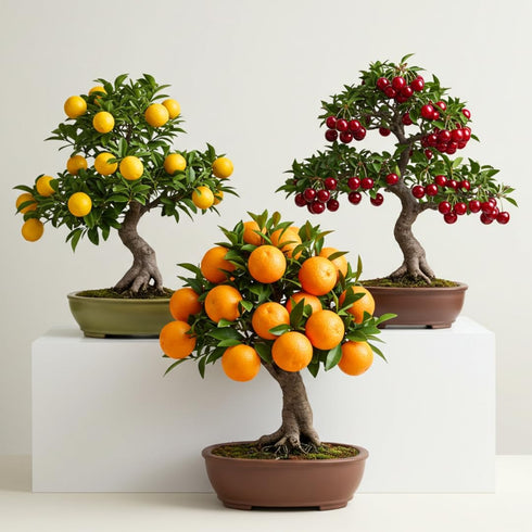 150+ Dwarf Bonsai Fruit Tree Seeds for Planting, 50+ Lemon Tree Seeds