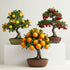150+ Dwarf Bonsai Fruit Tree Seeds for Planting, 50+ Lemon Tree Seeds