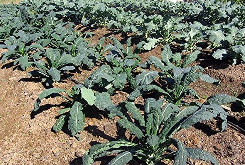 Harley Seeds 1000 Kale Mixed Seeds, This is a Mix Dwarf Blue Curled, Lacinato Dinosaur, Siberian Dwarf, Russian Red