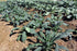 Harley Seeds 1000 Kale Mixed Seeds, This is a Mix Dwarf Blue Curled, Lacinato Dinosaur, Siberian Dwarf, Russian Red