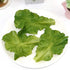 Nice purchase Set 6 of Realistic Green Lettuce Leaves - PVC Artificial Vegetable Models