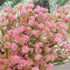 Bringsine Baby Breath Gypsophila Deco, Pink Colour Artificial Flowers, 40 Pieces/lot