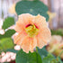 Eden Brothers Nasturtium Seeds - Gleam Salmon