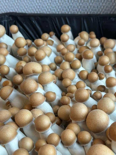 (5 LBS) Myco Labs Premium Bulk Mushroom Substrate Mix | Fully Pastuerized | Maximum Yield | for Dung & Grain Loving