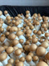 (5 LBS) Myco Labs Premium Bulk Mushroom Substrate Mix | Fully Pastuerized | Maximum Yield | for Dung & Grain Loving