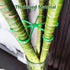 Yiqianhome 8PCS 4 Climbing Plant Stem Supports Sizes, Reusable Plastic Stakes Indoor/Outdoor Garden Flower Growth