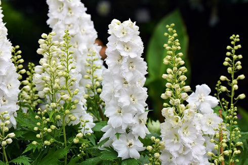 White Larkspur Rocket Flower Seeds for Planting, 250+ Seeds, Non-GMO Heirloom Seeds for Home Garden
