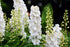 White Larkspur Rocket Flower Seeds for Planting, 250+ Seeds, Non-GMO Heirloom Seeds for Home Garden