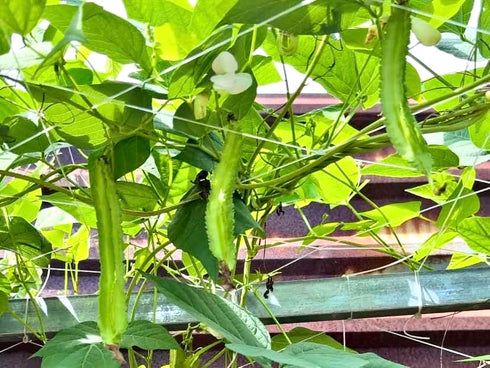 Generic 50+ ORGANIC Winged Bean Seeds- Ht u Rng - Dragon Bean, Four-angled, Goa, Manila, Princess, Cigarillas - Non