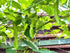 Generic 50+ ORGANIC Winged Bean Seeds- Ht u Rng - Dragon Bean, Four-angled, Goa, Manila, Princess, Cigarillas - Non