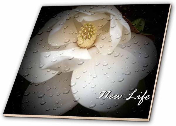 3dRose ct_30606_5 New Life Magnolia Glass Tile, 4-Inch