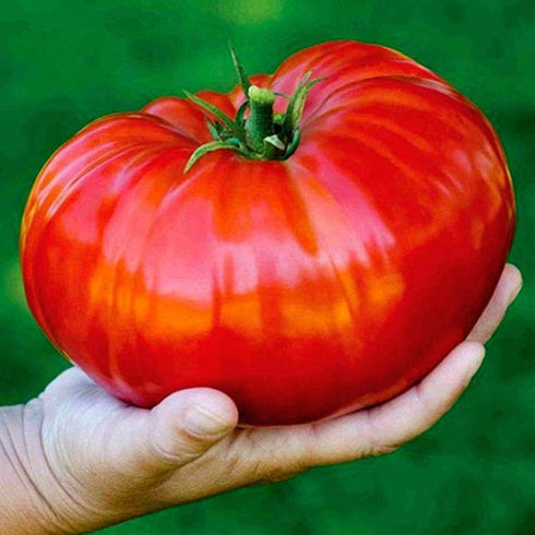 SeedsUA Beefsteak Giant Tomato Russian Hercules Seeds Heirloom Vegetable for Planting Non GMO