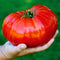 SeedsUA Beefsteak Giant Tomato Russian Hercules Seeds Heirloom Vegetable for Planting Non GMO