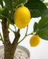 18 AceList Artificial Lemon Tree with White Pot, Faux Citrus Plant for Kitchen, Bathroom, Office or Shelf Decor