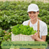 100 Summer Premium Malabar Spinach Seeds - Heirloom, Non-GMO Seeds for Planting Easy-to-Grow Climbing Vegetable, Fast