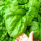 Seeds Giant Spinach Herb Garden Seeds for Planting About 100 Seeds Non-GMO
