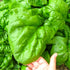 Seeds Giant Spinach Herb Garden Seeds for Planting About 100 Seeds Non-GMO