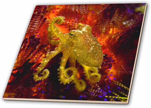Indonesia, Pantar Island, Octopus Ceramic Tile, 8-Inch by 3dRose ct_73235_3